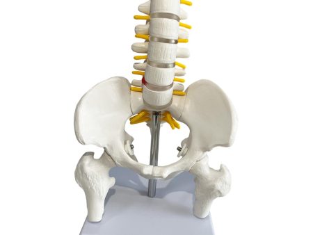 Human Pelvis with Lumbar Vertebrae PVC Column Spinal Cord Model for Teaching style B on Sale