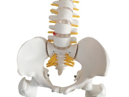 Human Pelvis with Lumbar Vertebrae PVC Column Spinal Cord Model for Teaching style A on Sale