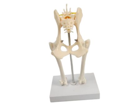 Anatomical Mould Lifelike Portable Craft Decorative Dog Skeleton Display Mould Hip Joint Online Hot Sale