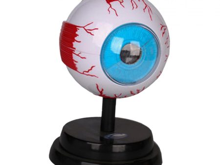 Human Eye Anatomical Model Enlarged Eyeball Model for Display Students Study For Discount