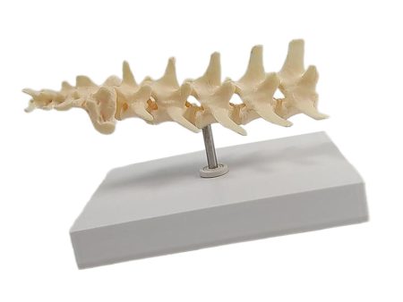 Anatomical Mould Lifelike Portable Craft Decorative Dog Skeleton Display Mould Lumbar Spine Online now