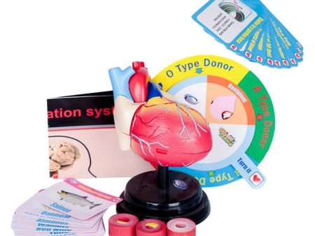 Human Heart Model Life Size Learning Tool for Studying Exhibition Displaying For Cheap